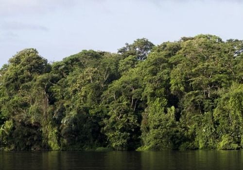 Miss Junies Lodge Tortuguero Bagian luar foto